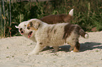 Australian Shepherd Puppies