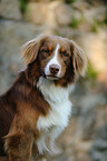 Australian Shepherd Portrait