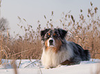 Australian Shepherd