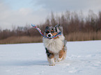 playing Australian Shepherd