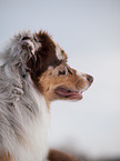 Australian Shepherd Portrait