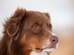 Australian Shepherd Portrait