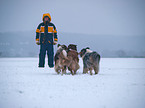 man and Australian Shepherds