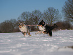 playing Australian Shepherds