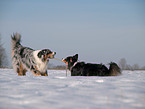 playing Australian Shepherds