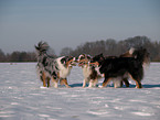 playing Australian Shepherds