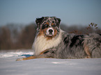 Australian Shepherd