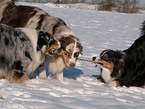 playing Australian Shepherds