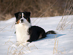 Australian Shepherd