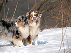 Australian Shepherds