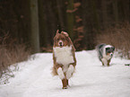 running Australian Shepherd