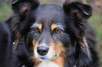 Australian Shepherd Portrait