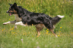 running Australian Shepherd