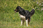 Australian Shepherd