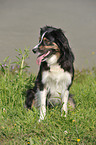 Australian Shepherd