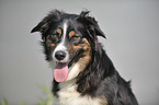 Australian Shepherd Portrait