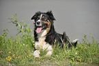 Australian Shepherd