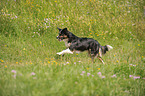 running Australian Shepherd