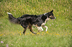 running Australian Shepherd