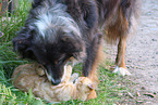 Australian Shepherd and cat