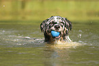 playing Australian Shepherd