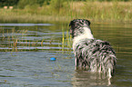 bathing Australian Shepherd