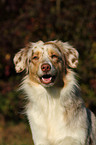 Australian Shepherd Portrait