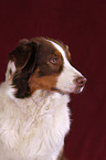 Australian Shepherd Portrait