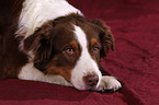 Australian Shepherd