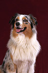 Australian Shepherd Portrait