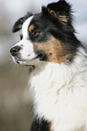 Australian Shepherd Portrait