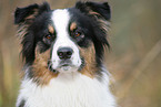 Australian Shepherd Portrait