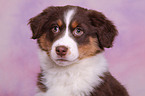 Australian Shepherd Puppy