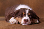 Australian Shepherd Puppy