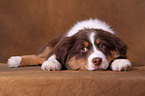 Australian Shepherd Puppy