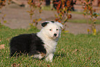 Australian Shepherd Puppy