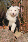 Australian Shepherd Puppy