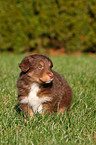 Australian Shepherd Puppy