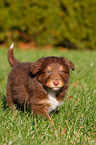 Australian Shepherd Puppy