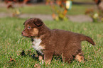 Australian Shepherd Puppy