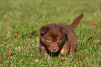 Australian Shepherd Puppy