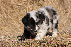 Australian Shepherd Puppy