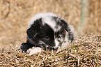 Australian Shepherd Puppy