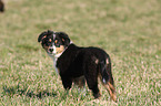 Australian Shepherd Puppy