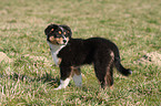 Australian Shepherd Puppy