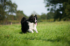 running Australian Shepherd