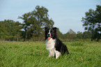 Australian Shepherd