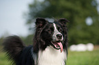 Australian Shepherd Portrait