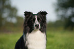 Australian Shepherd Portrait