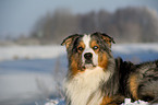 Australian Shepherd Portrait